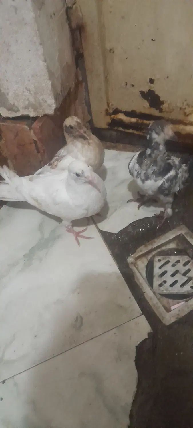 جوجه کفتر|پرنده|مشهد, کوی سیدی|دیوار