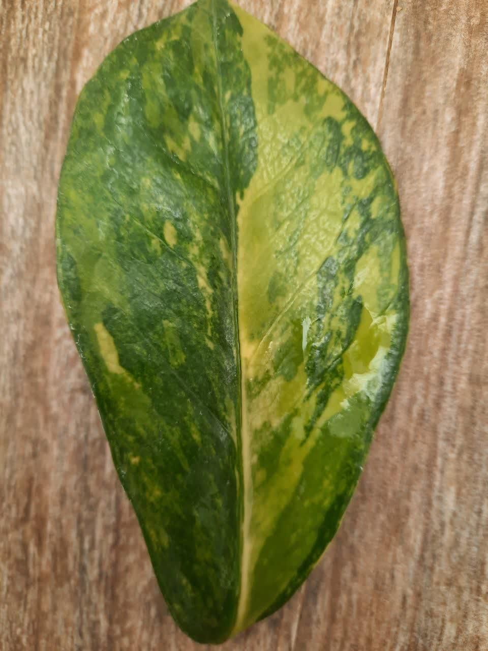 قلمه برگ زاموفیلیا ابلق|گل و گیاه طبیعی|شاهرود, |دیوار