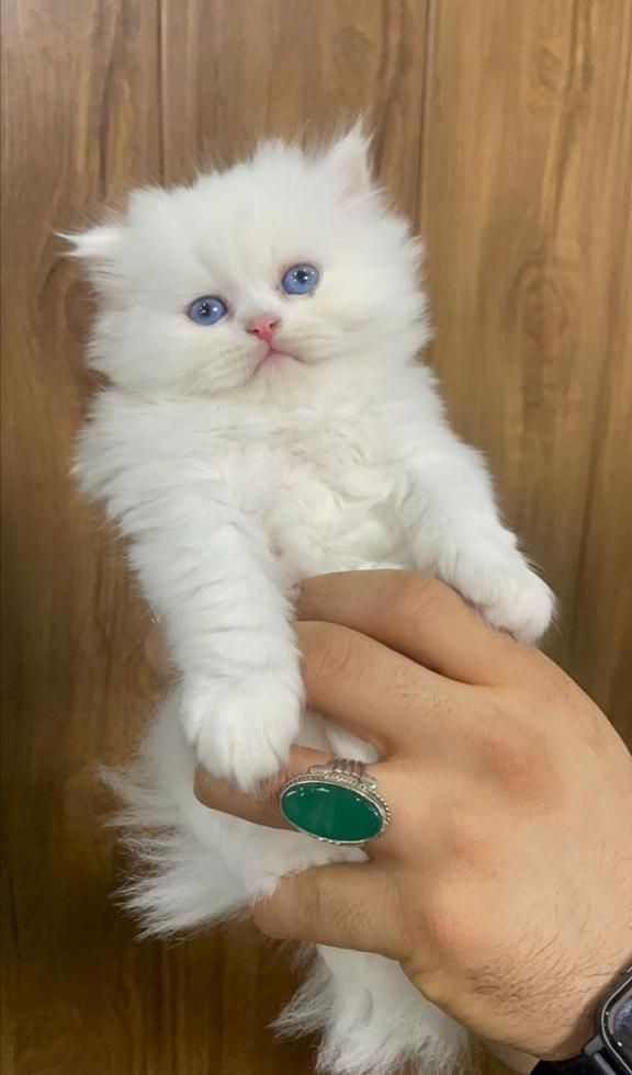 بچه گربه های پرشین سفید|گربه|اهواز, رسالت|دیوار