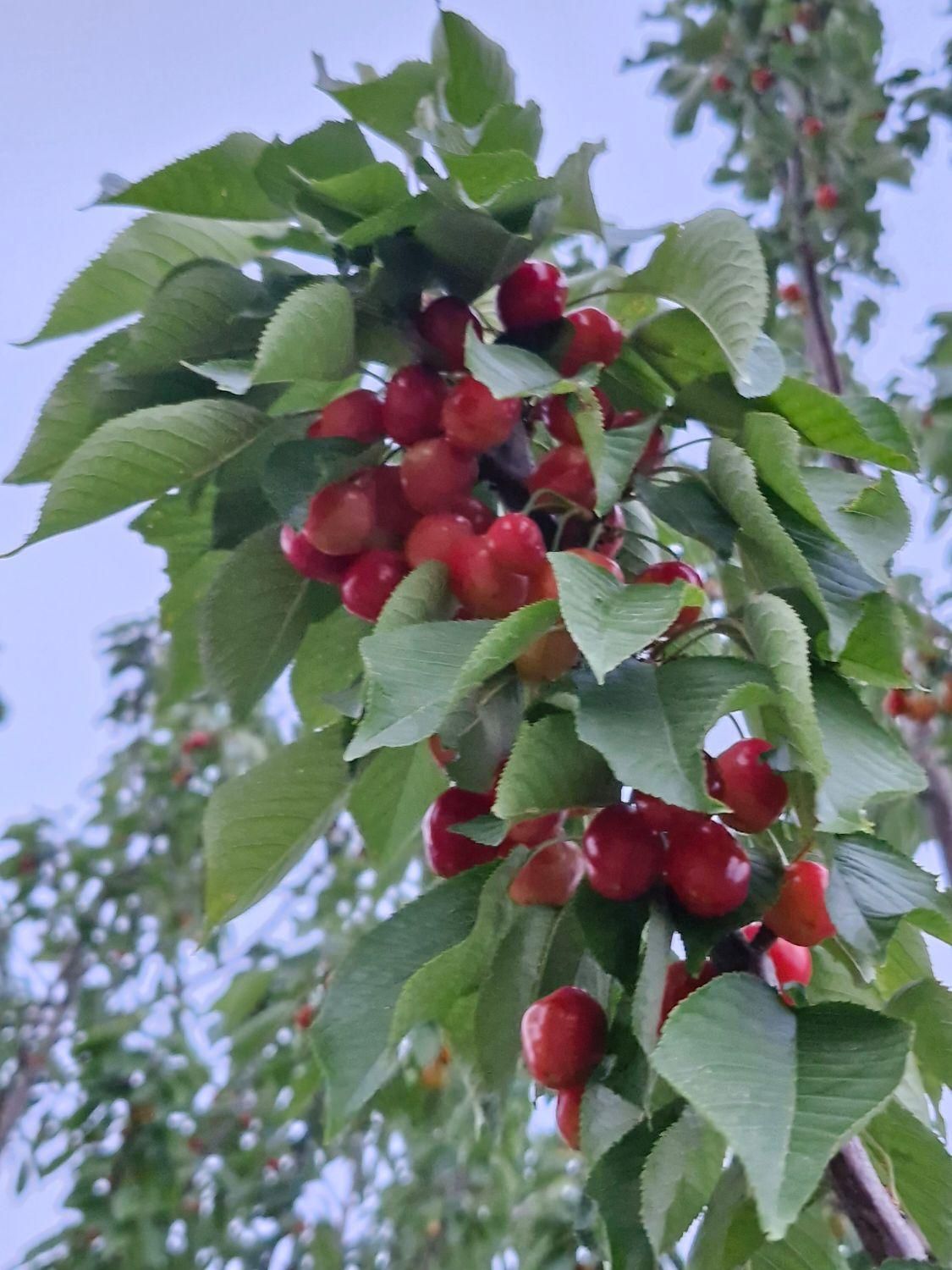 350متر باغچه چهاردیواری شده با مجوز ساخت گرمابسرد|فروش زمین و ملک کلنگی|تهران, تهرانپارس شرقی|دیوار