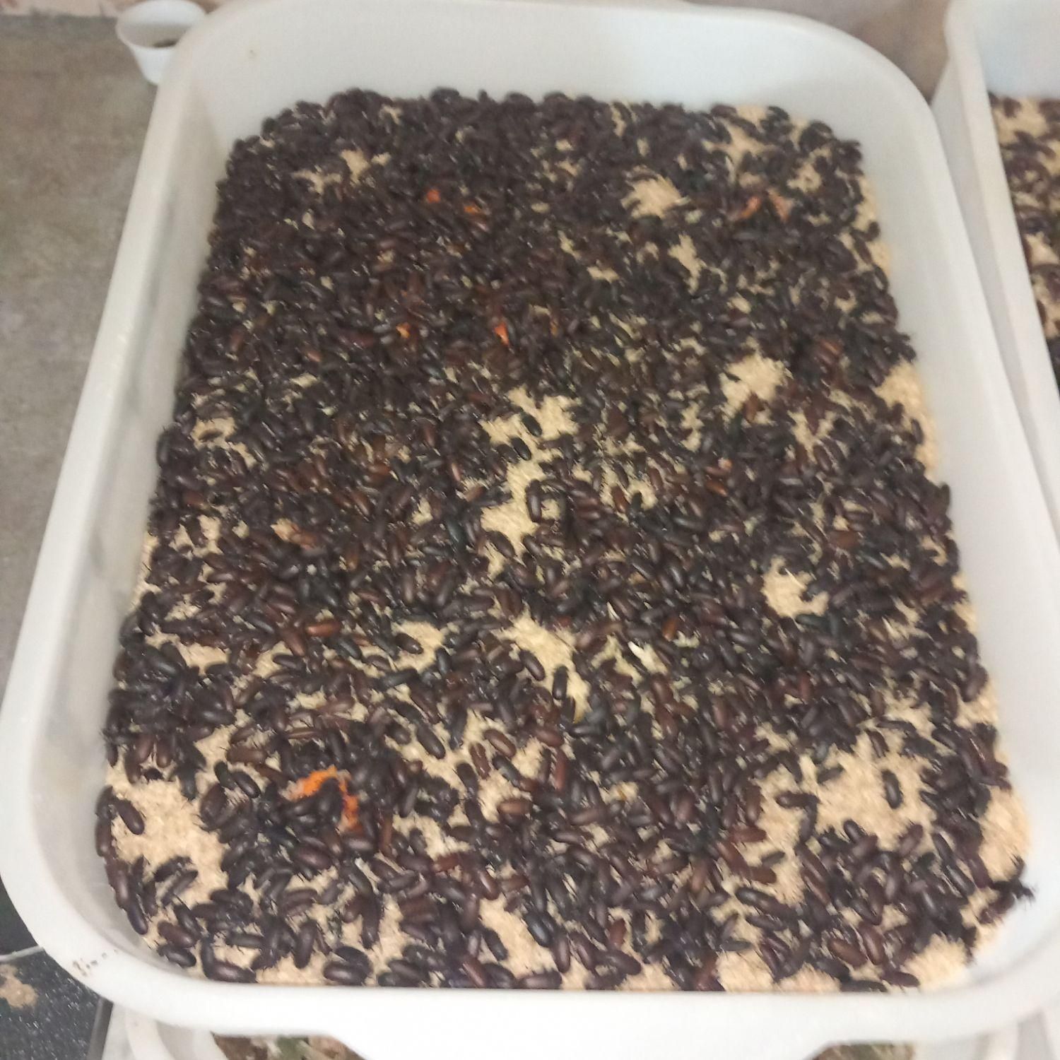 سوسک اصلاح نژاد شده وکرم میلورم|خزنده|الوند, |دیوار