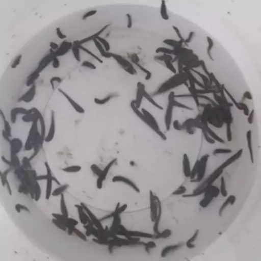 زالو بهداشتی از تولید به مصرف|آرایشی، بهداشتی، درمانی|گنبد کاووس, |دیوار