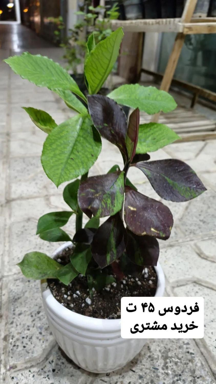 گل فردوس|گل و گیاه طبیعی|بیرجند, |دیوار