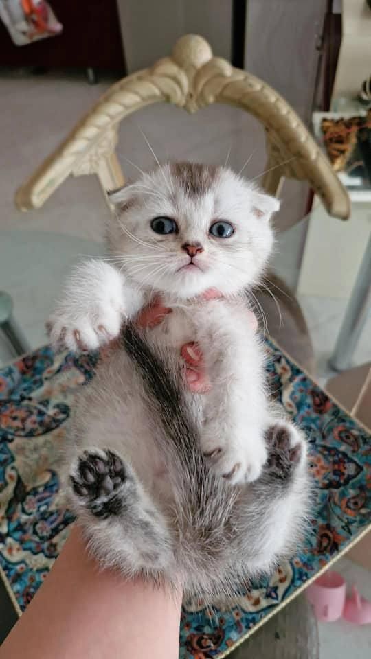 حیوانات آموزش دیده|گربه|زنجان, |دیوار