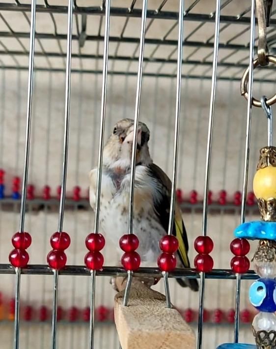 سهره جوجه چونه سفید ، بخون|پرنده|تهران, سازمان آب|دیوار