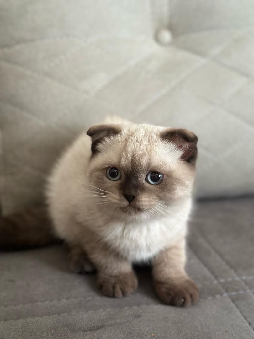 مجموعه گربههای زیبا و بغلی (پرشین اسکاتیش بریتیش)|گربه|اهواز, کیانپارس |دیوار