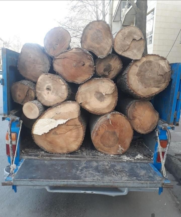 خرید چوب هرس قطع درختان با اره‌برقی سمپاشی علفزنی|خدمات باغبانی و درختکاری|کرمانشاه, |دیوار