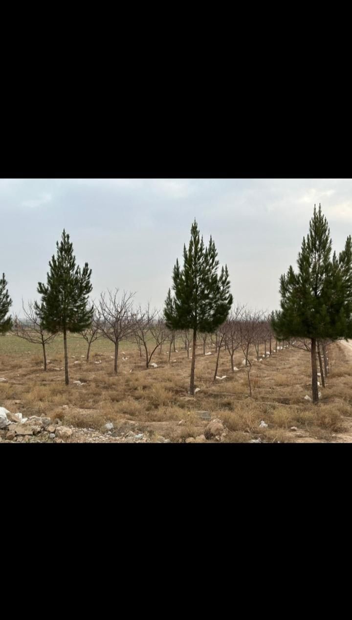 زمین ۵۶۱ متری با امتیاز آب شهرک باغی سند تک برگ|فروش زمین و ملک کلنگی|مشهد, عبادی|دیوار