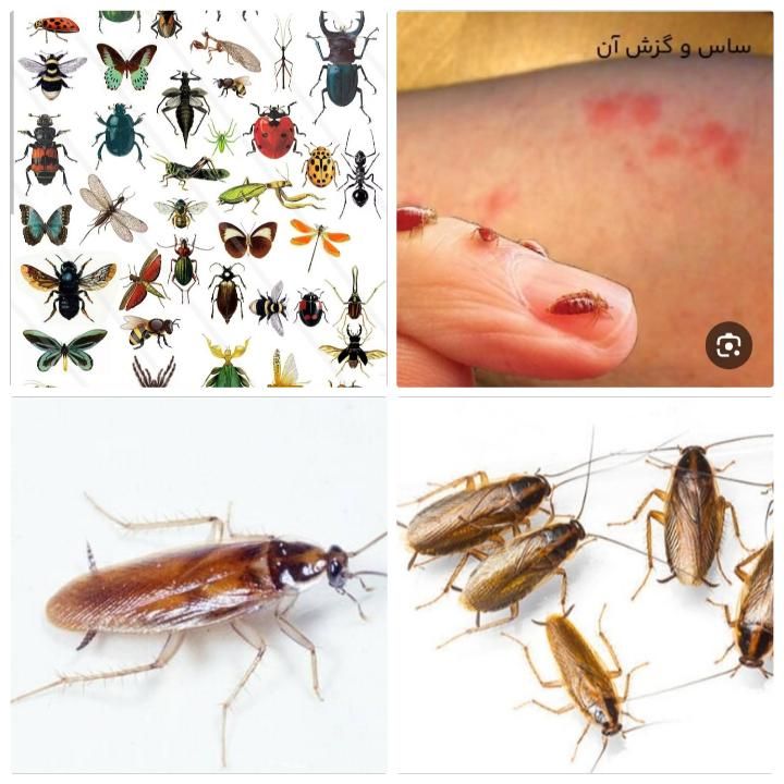 سمپاشی با ضمانت کتبی دریک مرحله سم پاشی ساس ،سوسک|خدمات نظافت|تهران, افسریه شمالی|دیوار