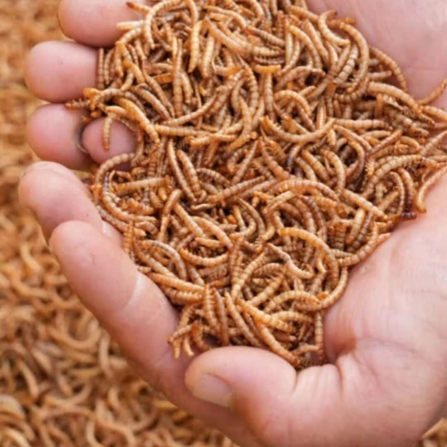 پرورش میلورم خوراک ماهی پرنده|حیوانات مزرعه|گلپایگان, |دیوار