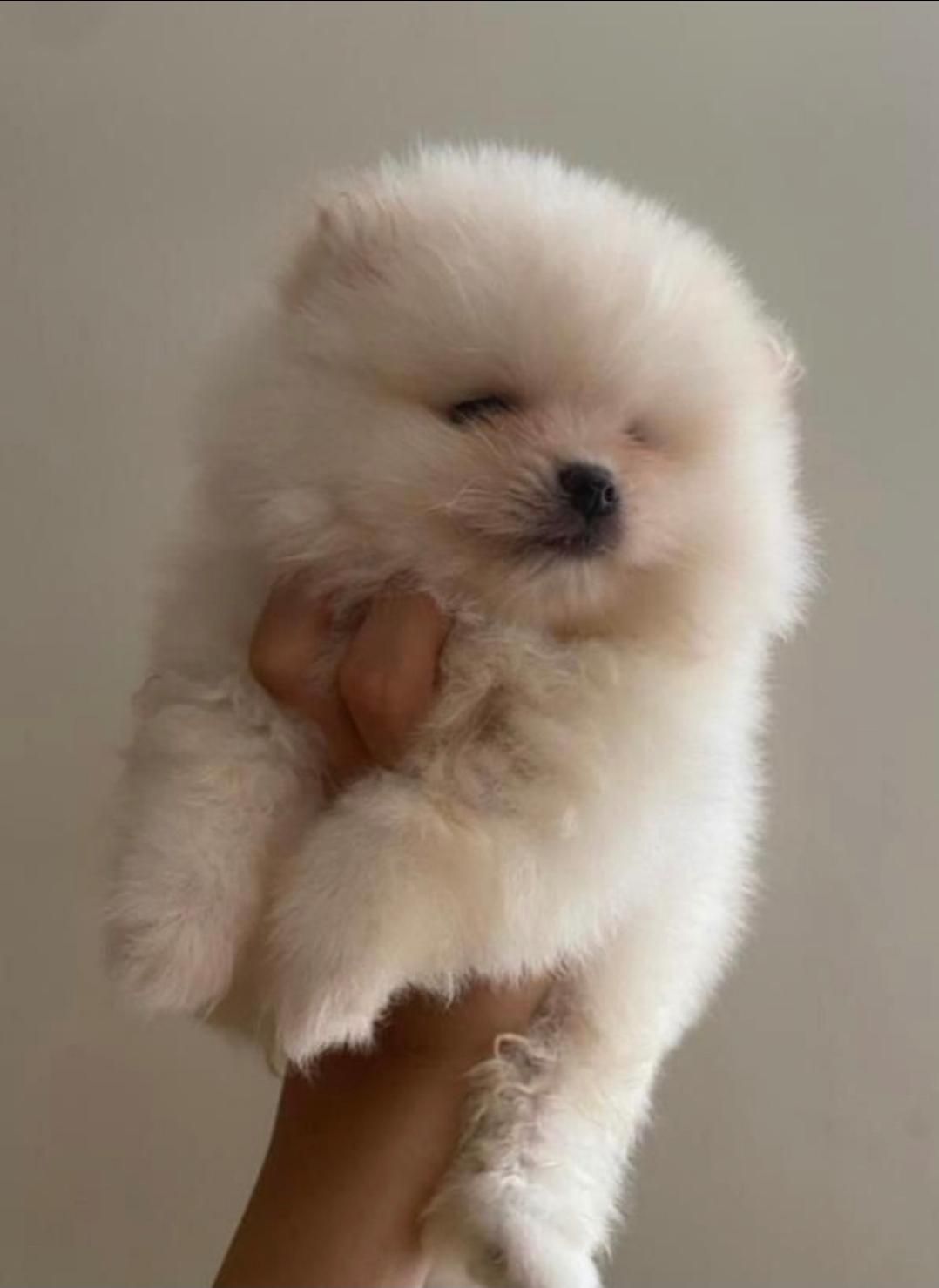 سگ پامر خرسی.پامرانیان جیبی|سگ|شیراز, میانرود|دیوار