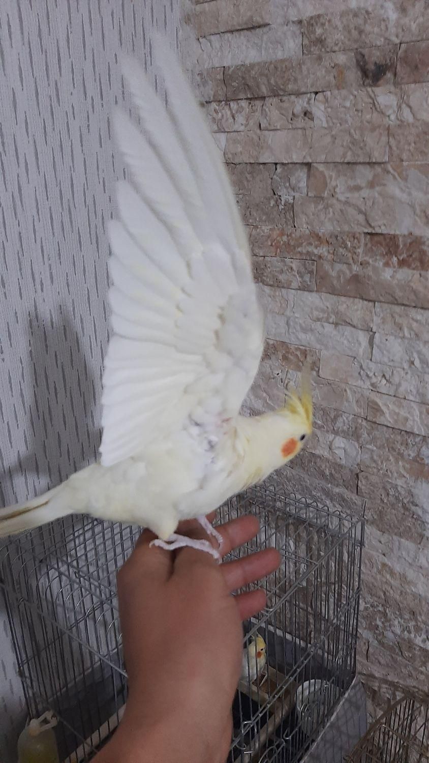 عروس هلندی لوتینو|پرنده|مشکیندشت, |دیوار