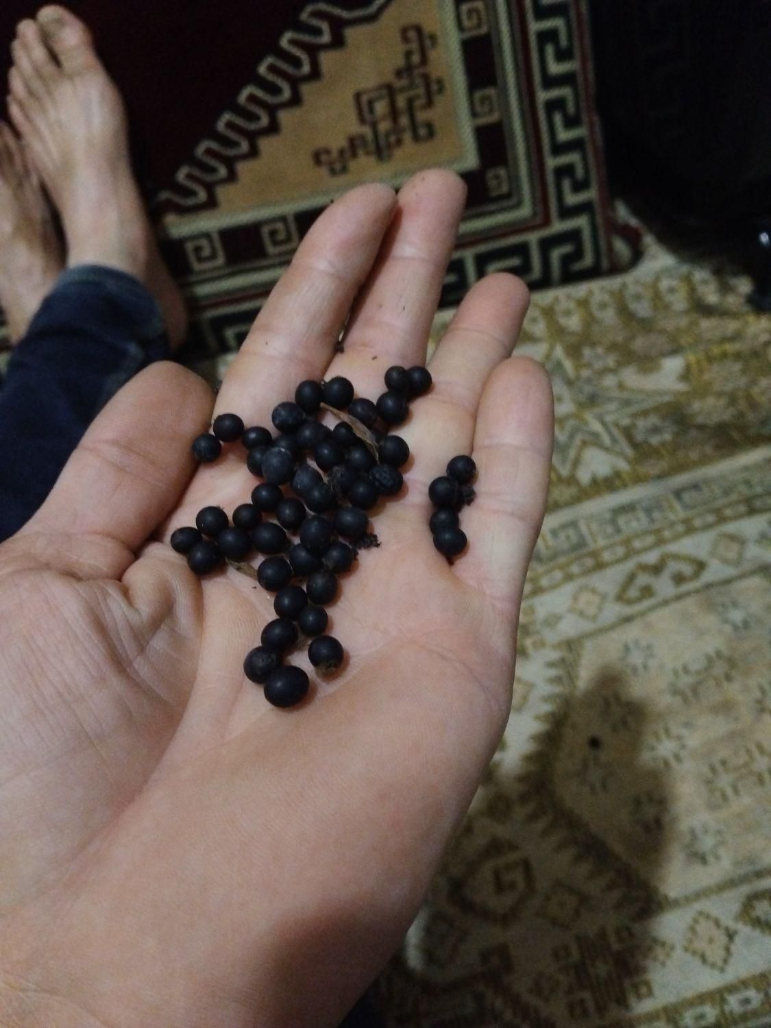 دانه گل یسر برای درست کردن تسبیح|بدلیجات|سنگر, |دیوار