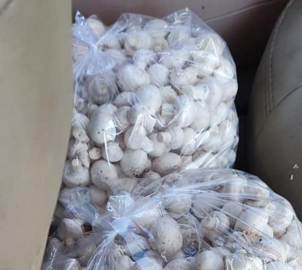 قارچ (از تولید به مصرف)|عمدهفروشی|فردیس, منظریه|دیوار