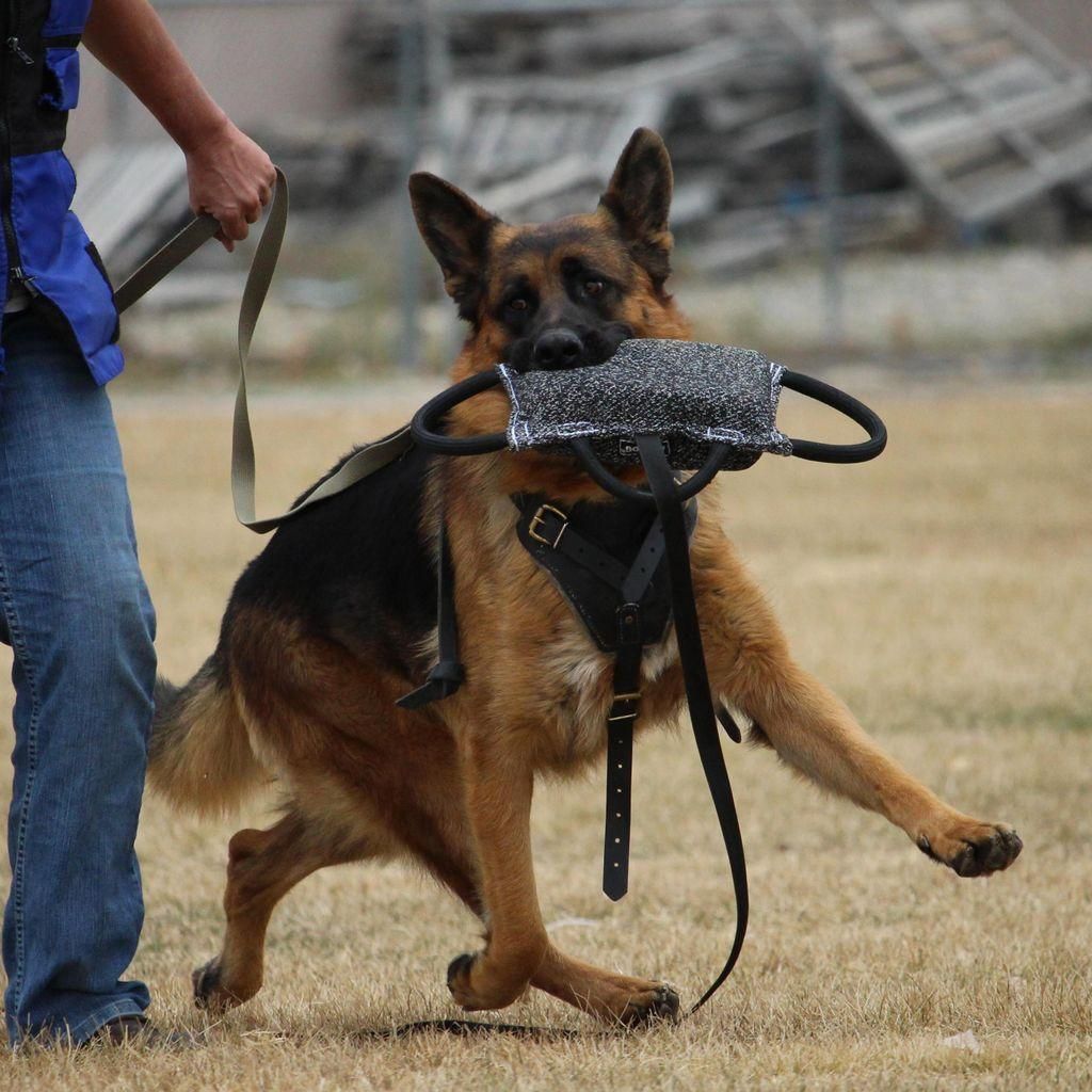 مربی سگ در شیرازآموزش سگ در شیراز تربیت سگ درشیراز|خدمات آموزشی|شیراز, شهرک آرین|دیوار