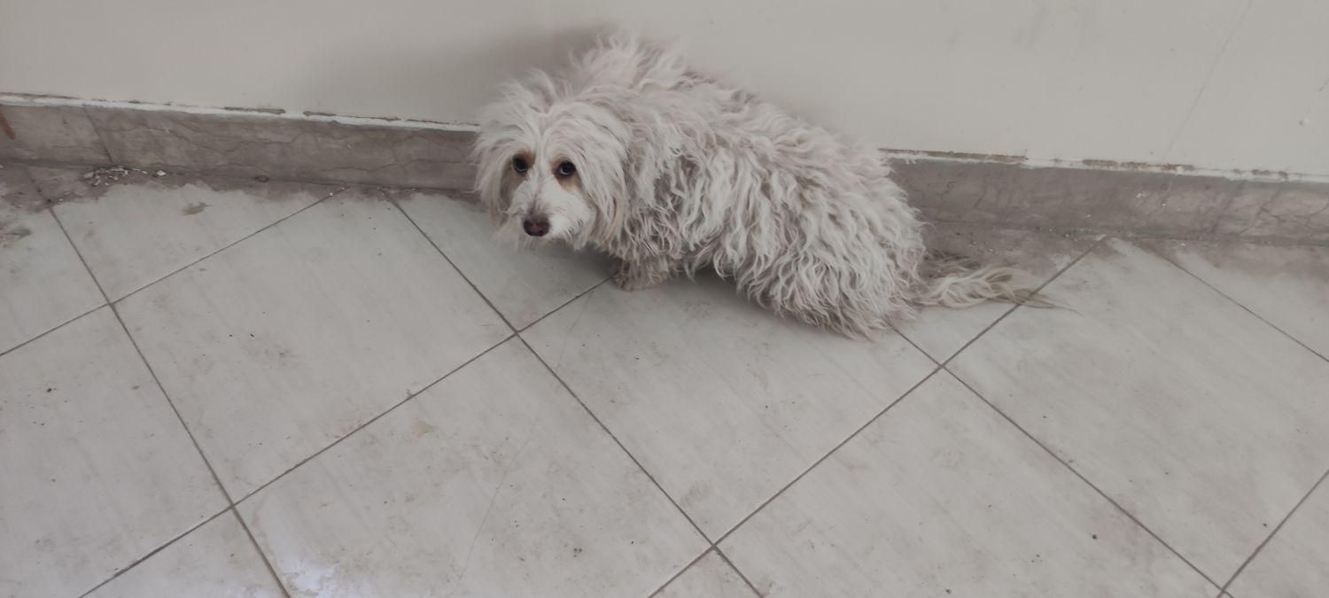 سگ پاپی شیتزو اشپیتز|سگ|اصفهان, باغ فدک|دیوار