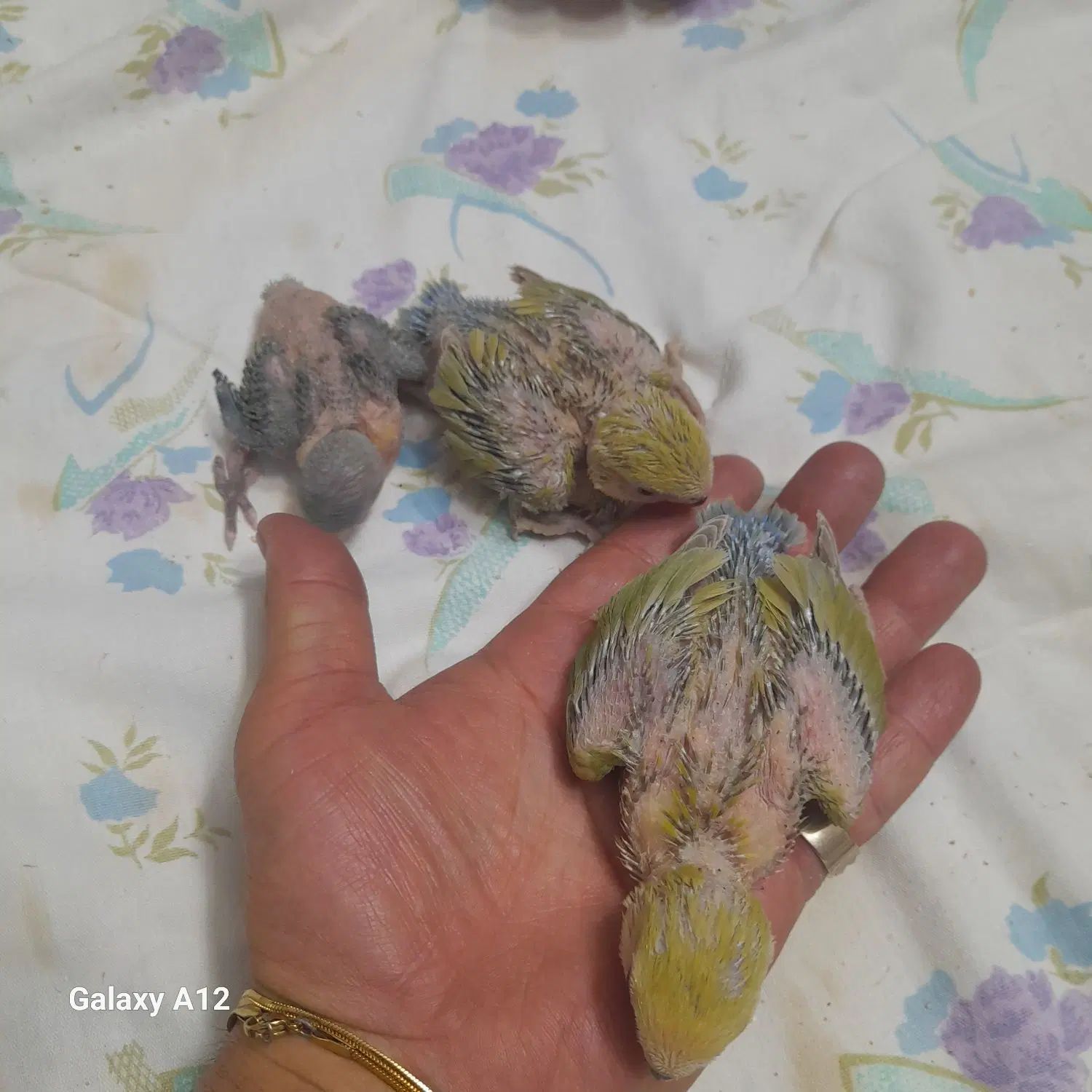 جوجه۱ماهه طوطی برزیلی با سه ماهه.عروس ۱ماهه و۳ماهه|پرنده|اسلام‌شهر, مطهری|دیوار