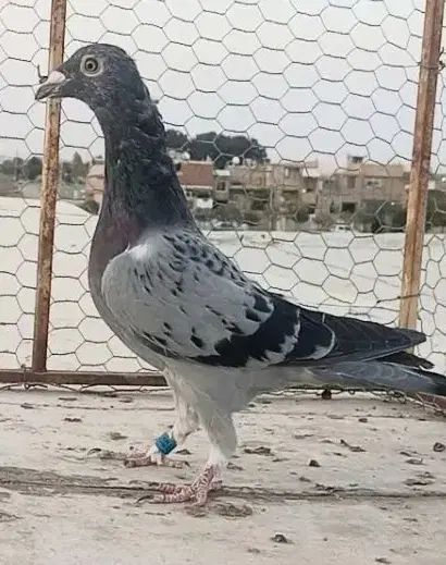 کبوترنروماده پلاکی کفتر مسافتی مصافتی|پرنده|اصفهان, باتون|دیوار