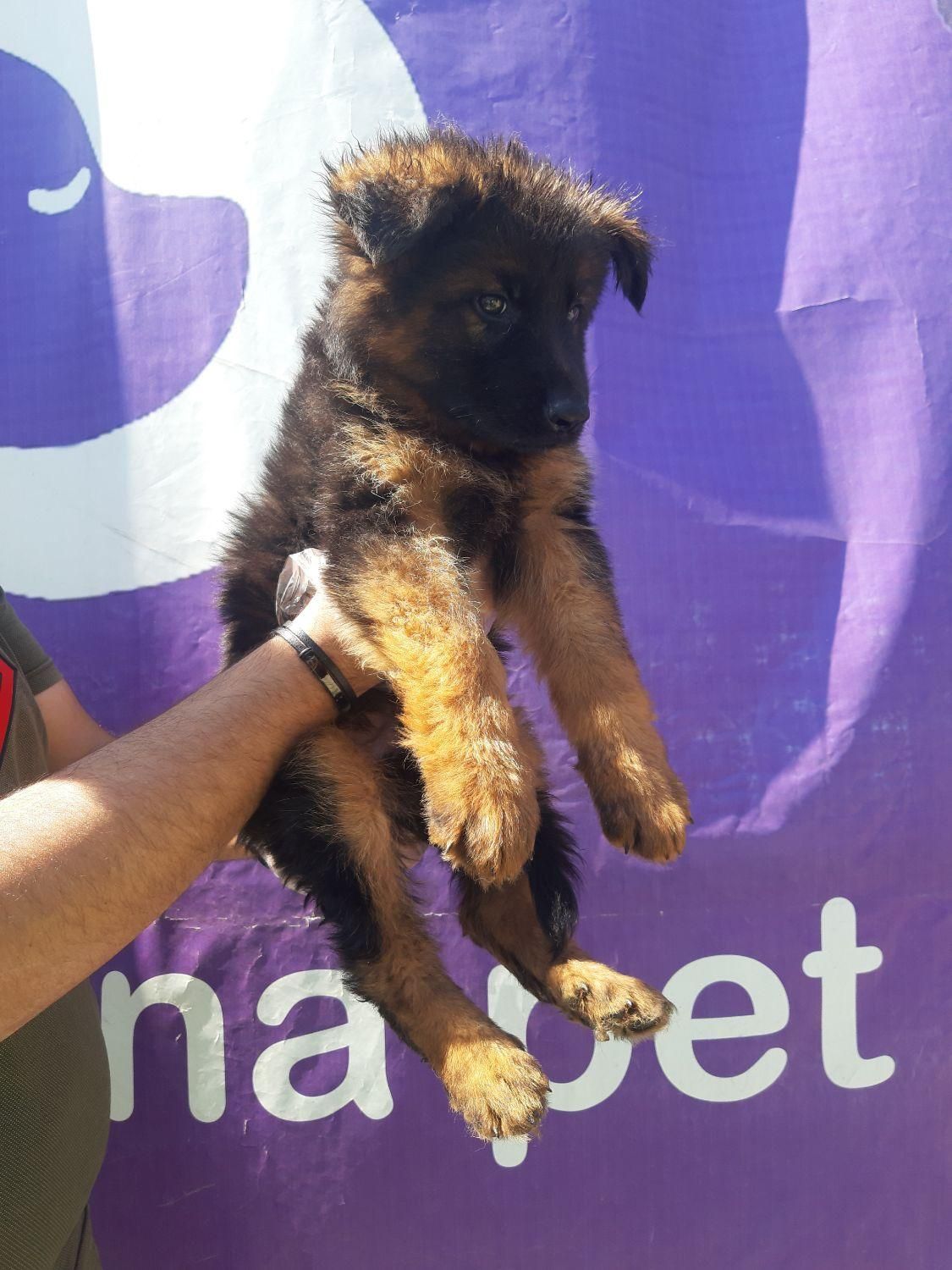 سگ ژرمن شپرد نگهبان شاخه شولاین|سگ|تهران, خلیج فارس|دیوار