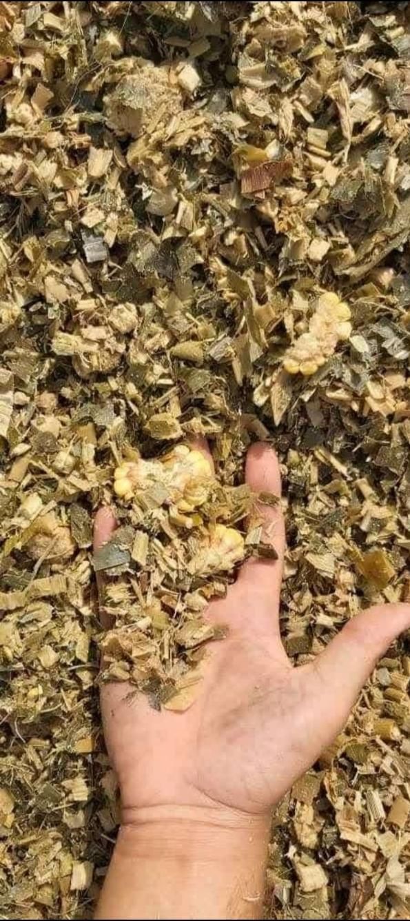 ذرت علوفه ای( چاپر ) بسته‌بندی ۳۰ کیلویی اعلاء|عمده‌فروشی|اهواز, آریاشهر|دیوار