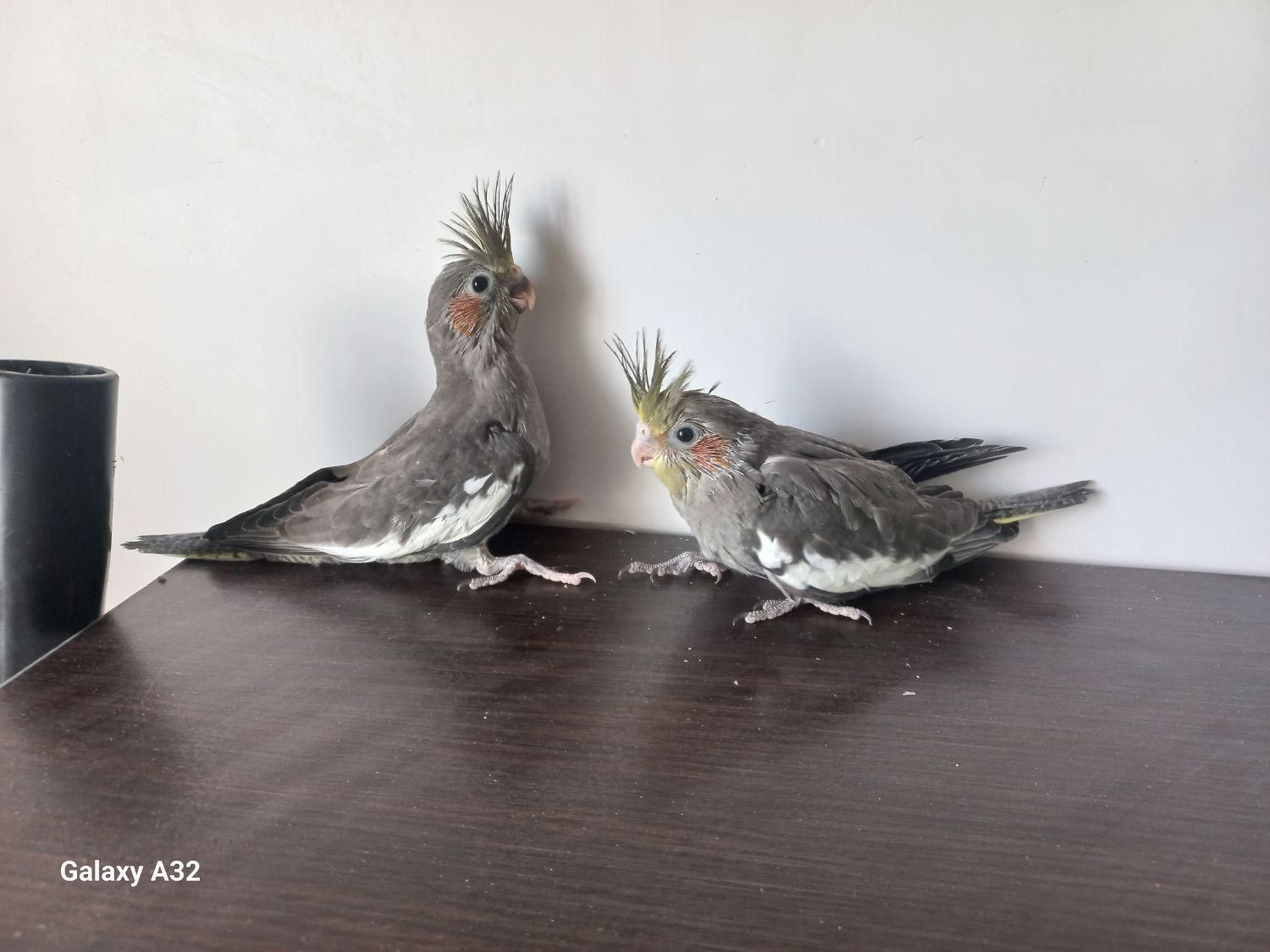 جوجه عروس هلندی|پرنده|چناران, |دیوار