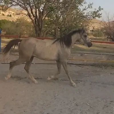 کره اسب دوسر عرب مصری|اسب و تجهیزات اسب‌سواری|تبریز, |دیوار