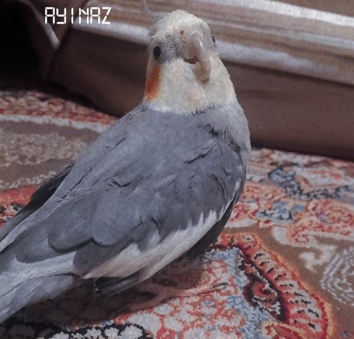 عروس هلندی چند مدل آهنگ میخونه مفت گذاشتم|پرنده|رشت, رشتیان|دیوار