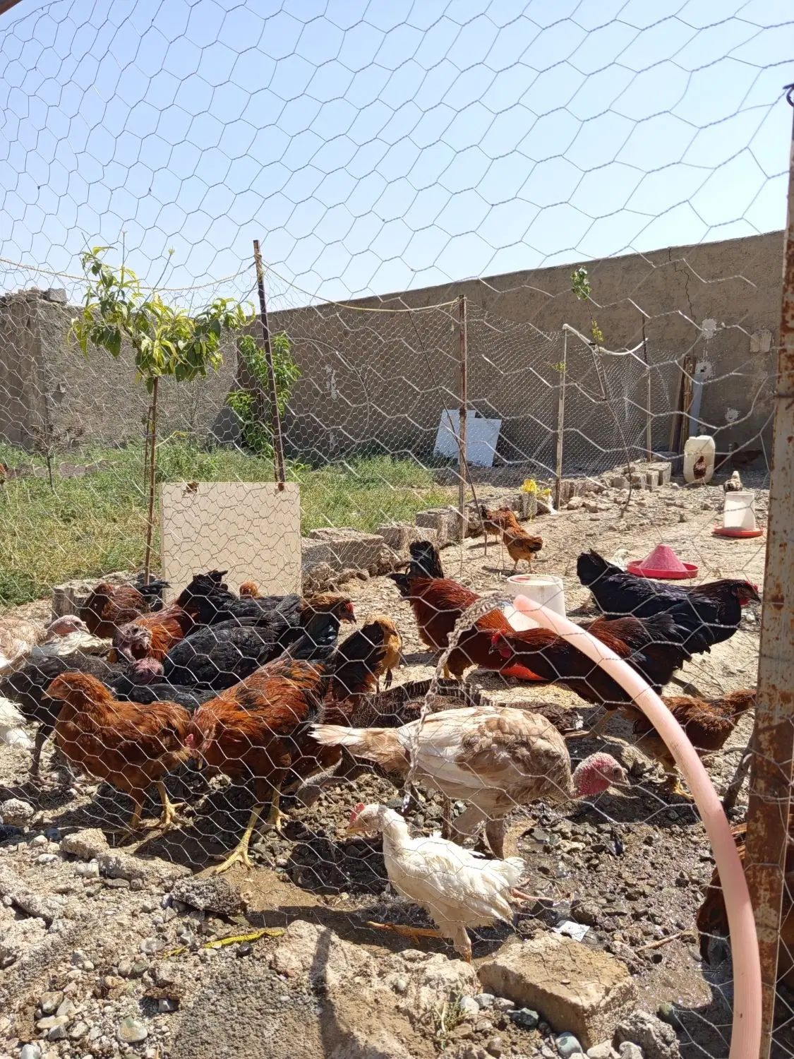 جوجه گلپایگانی ۲ماهه۹۰عدد و خروس گلپایگانی ۱۰عدد|حیوانات مزرعه|شهریار, دهشاد بالا|دیوار