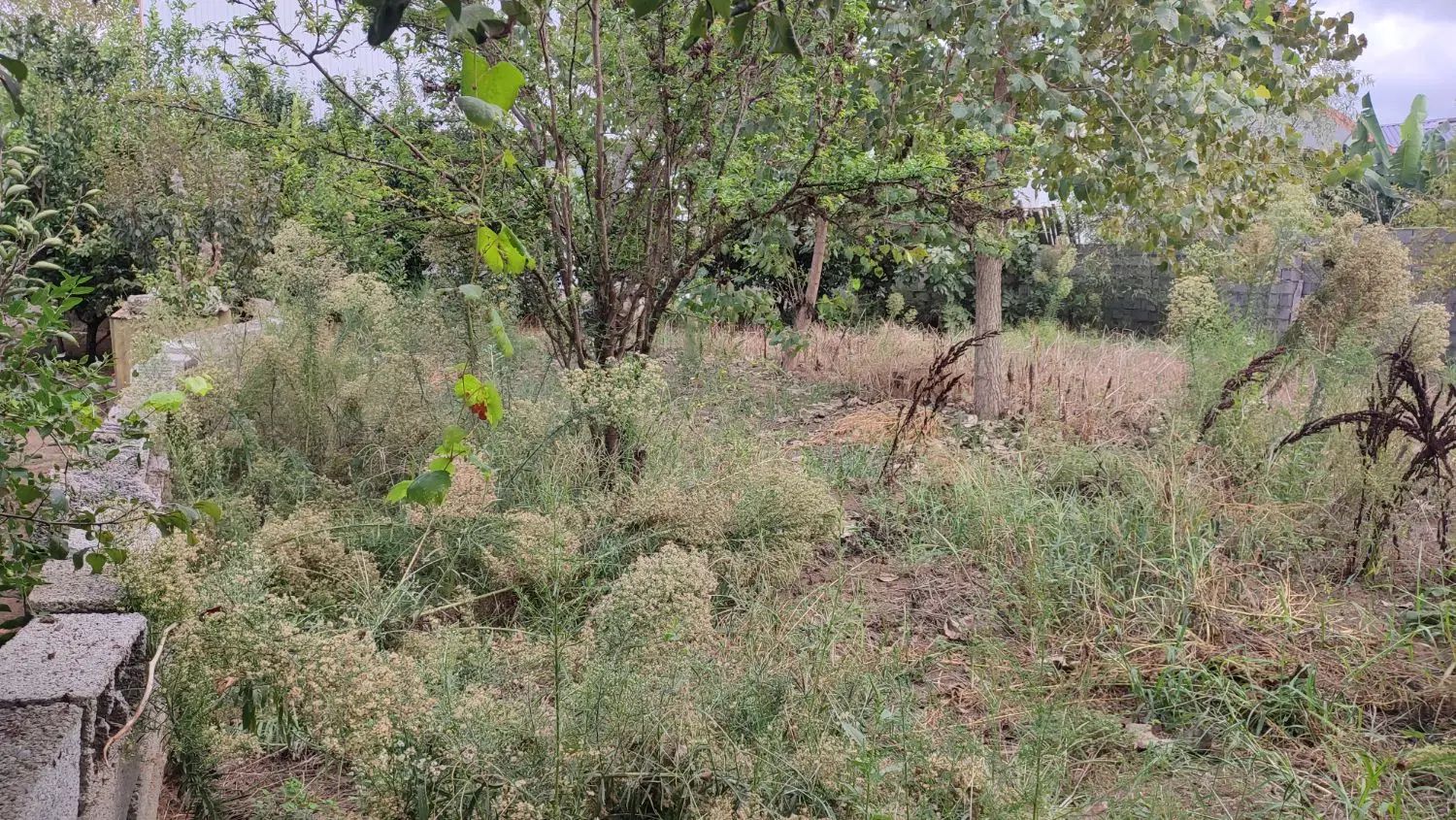 فروش زمین در خط ساحلی روستای دستک آستانه اشرفیه|فروش زمین و ملک کلنگی|کیاشهر, |دیوار