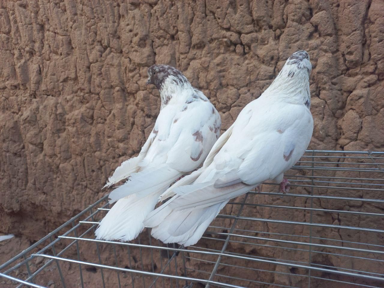 دوجفت نروماده کله ای شمرونی با جوجه|پرنده|اردکان, |دیوار