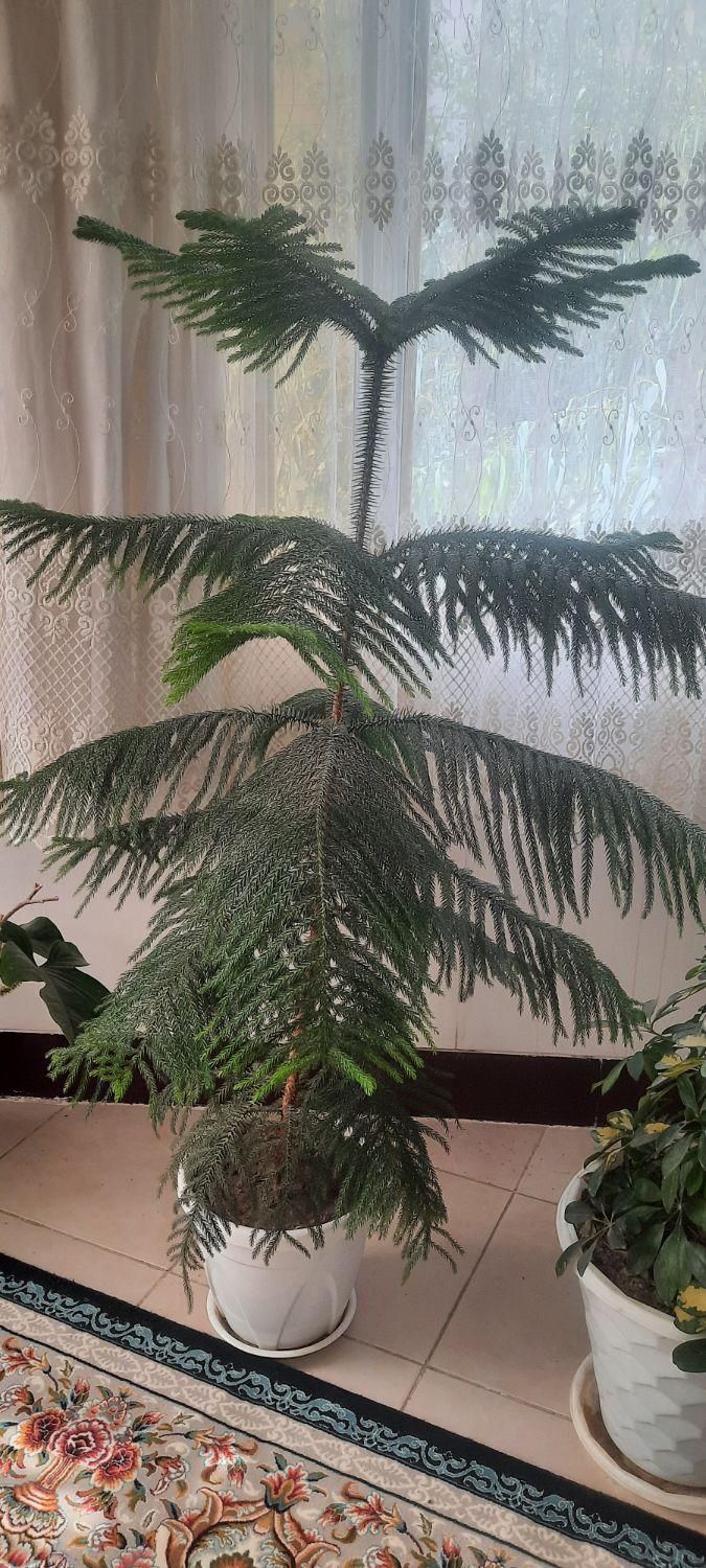 گل پتوس سانسوریایوکاکاج مطبق اشک ملکه برگ بیدی|گل و گیاه طبیعی|لنجان, |دیوار