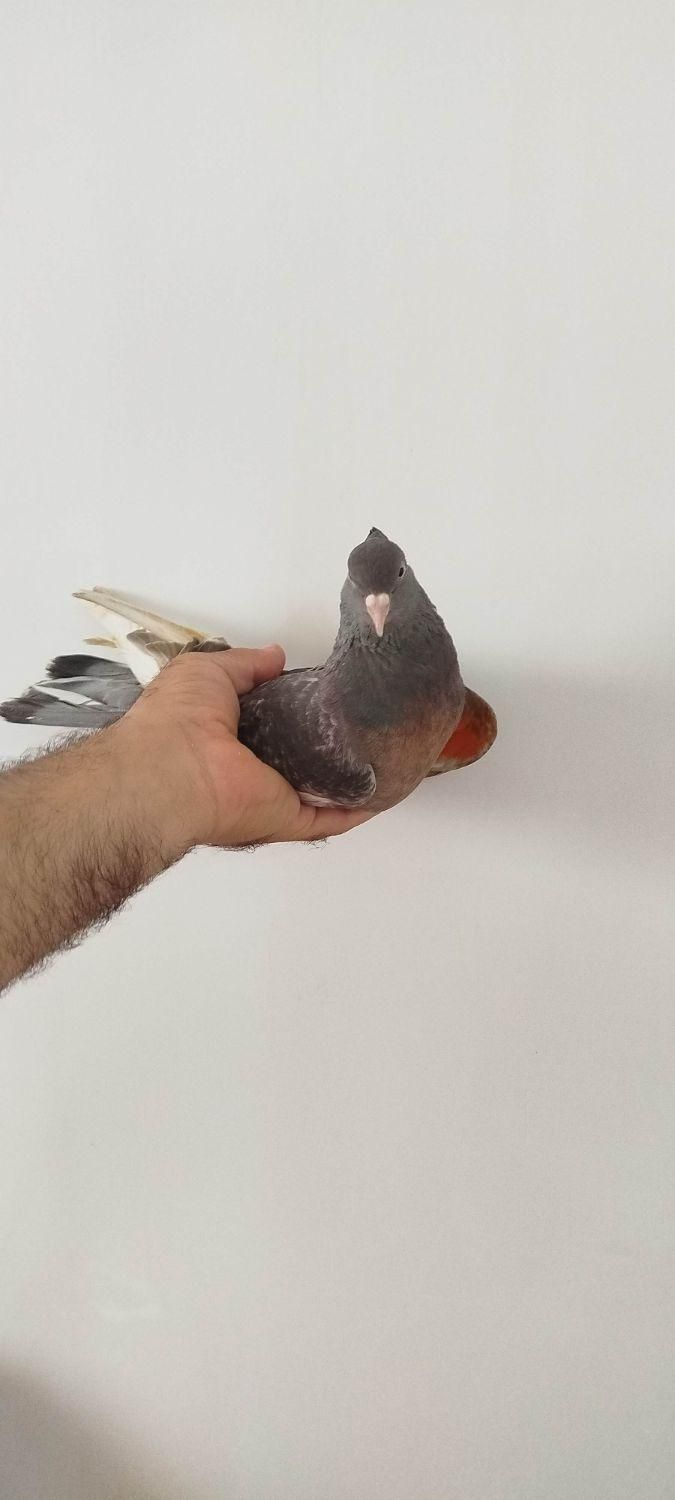 کبوتر دسپر سرکه ای|پرنده|محمدشهر, |دیوار