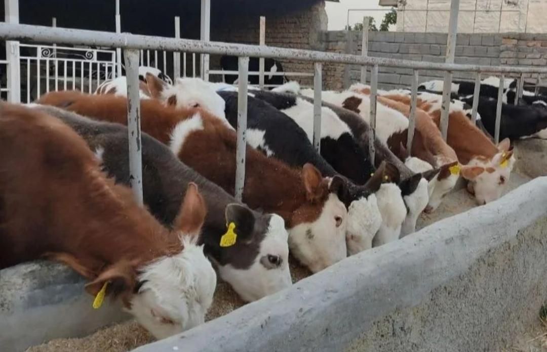 دامزنده قرینطنه شده گوساله پرواری|حیوانات مزرعه|تهران, جوادیه تهرانپارس|دیوار