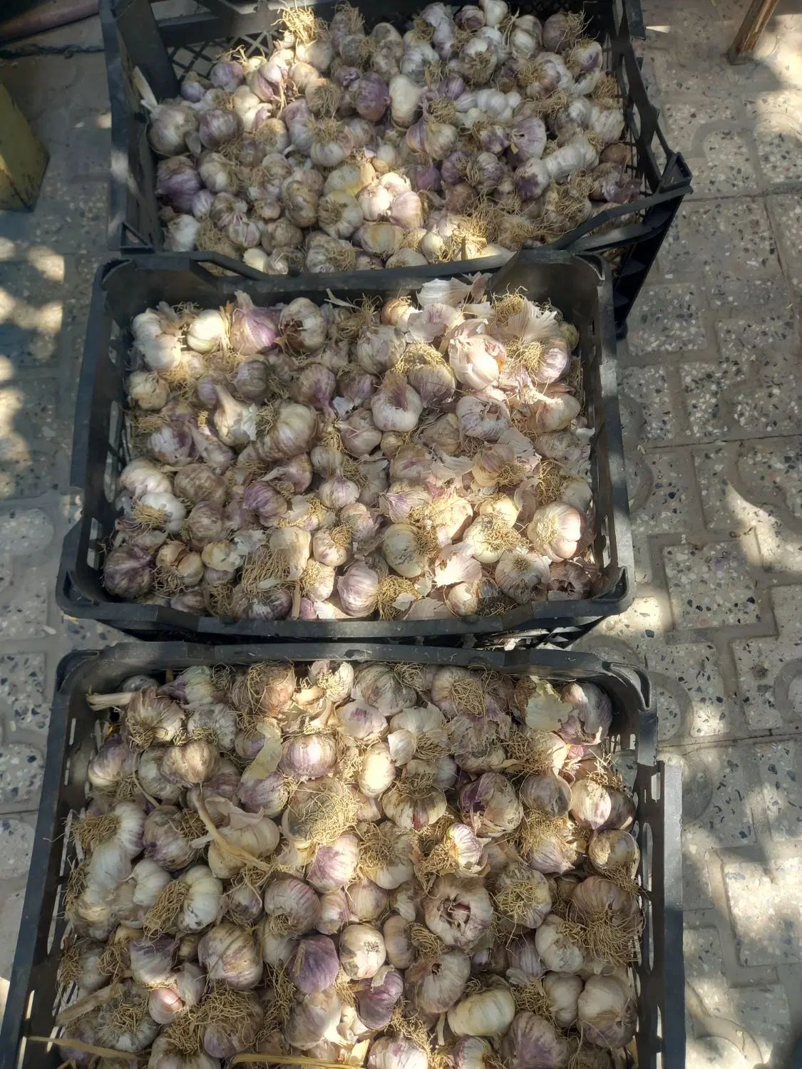 سیر خشک امسالی|خوردنی و آشامیدنی|اصفهان, جاوان|دیوار