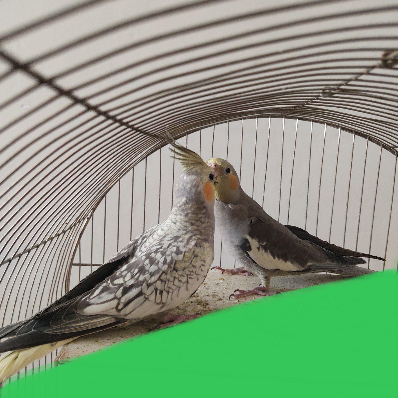 عروس هلندی|پرنده|کرج, ساسانی|دیوار