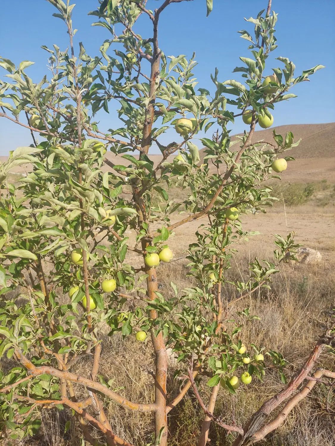 معاوضه یا تهاتر باغ و باغچه|فروش زمین و ملک کلنگی|تهران, پاسداران|دیوار