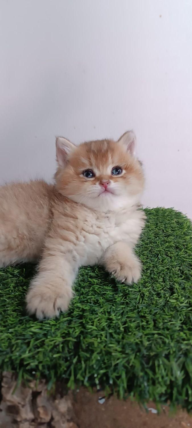 دنیای گربه های خاص و گوگولی (پرشین بریتیش اسکاتیش)|گربه|شیراز, دروازه اصفهان|دیوار