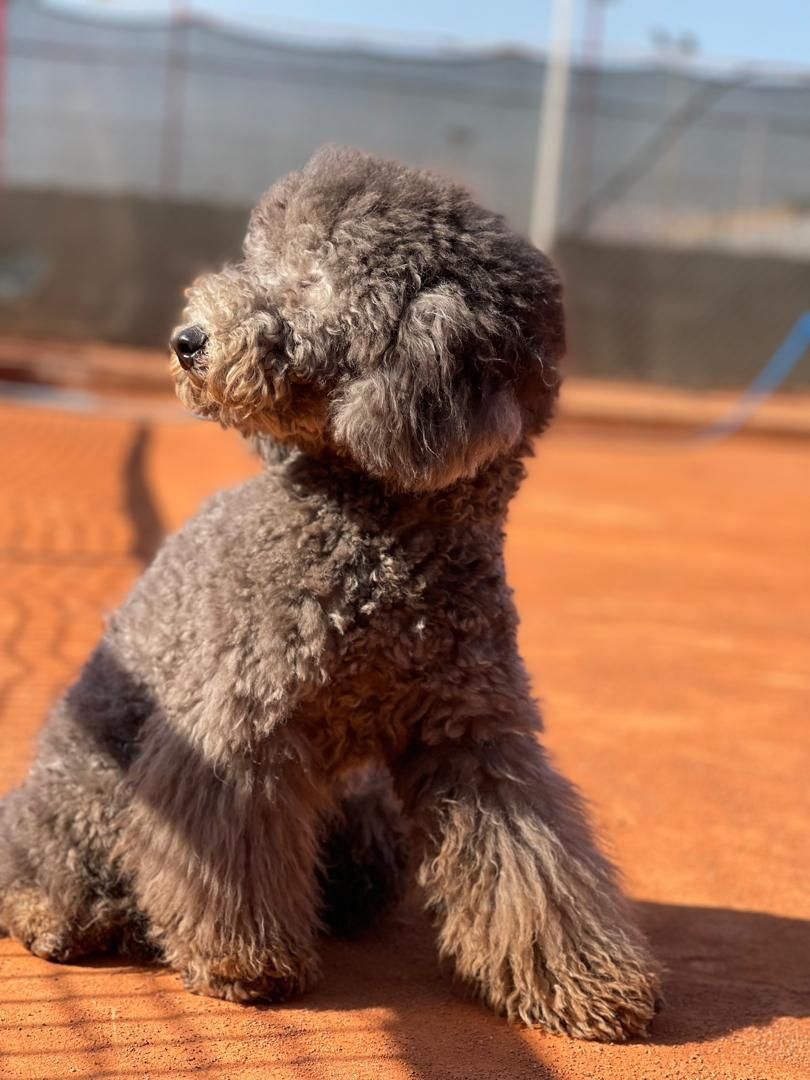 توله پودل استاندارد با رنگ کمیاب نقره ای-بلو|سگ|شیراز, پارک آزادی|دیوار