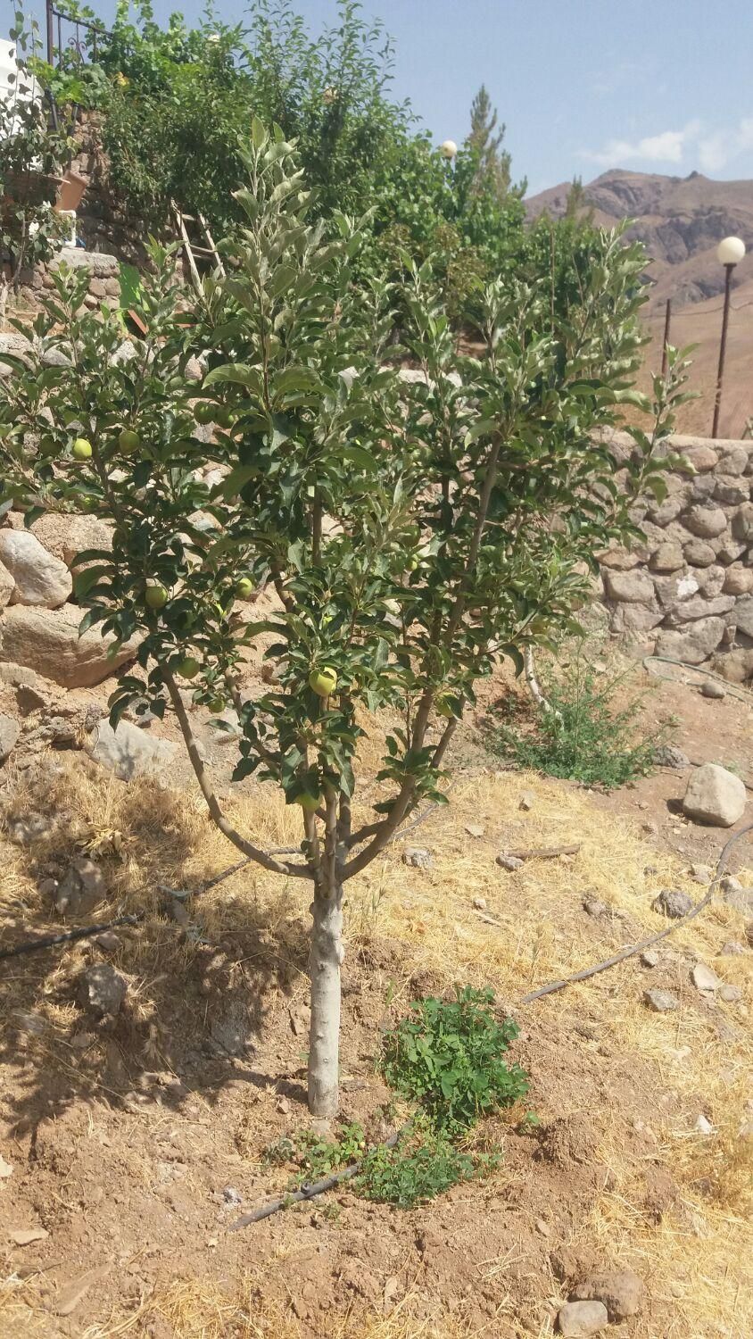 کلیه خدمات باغبانی|خدمات باغبانی و درختکاری|طالقان, |دیوار