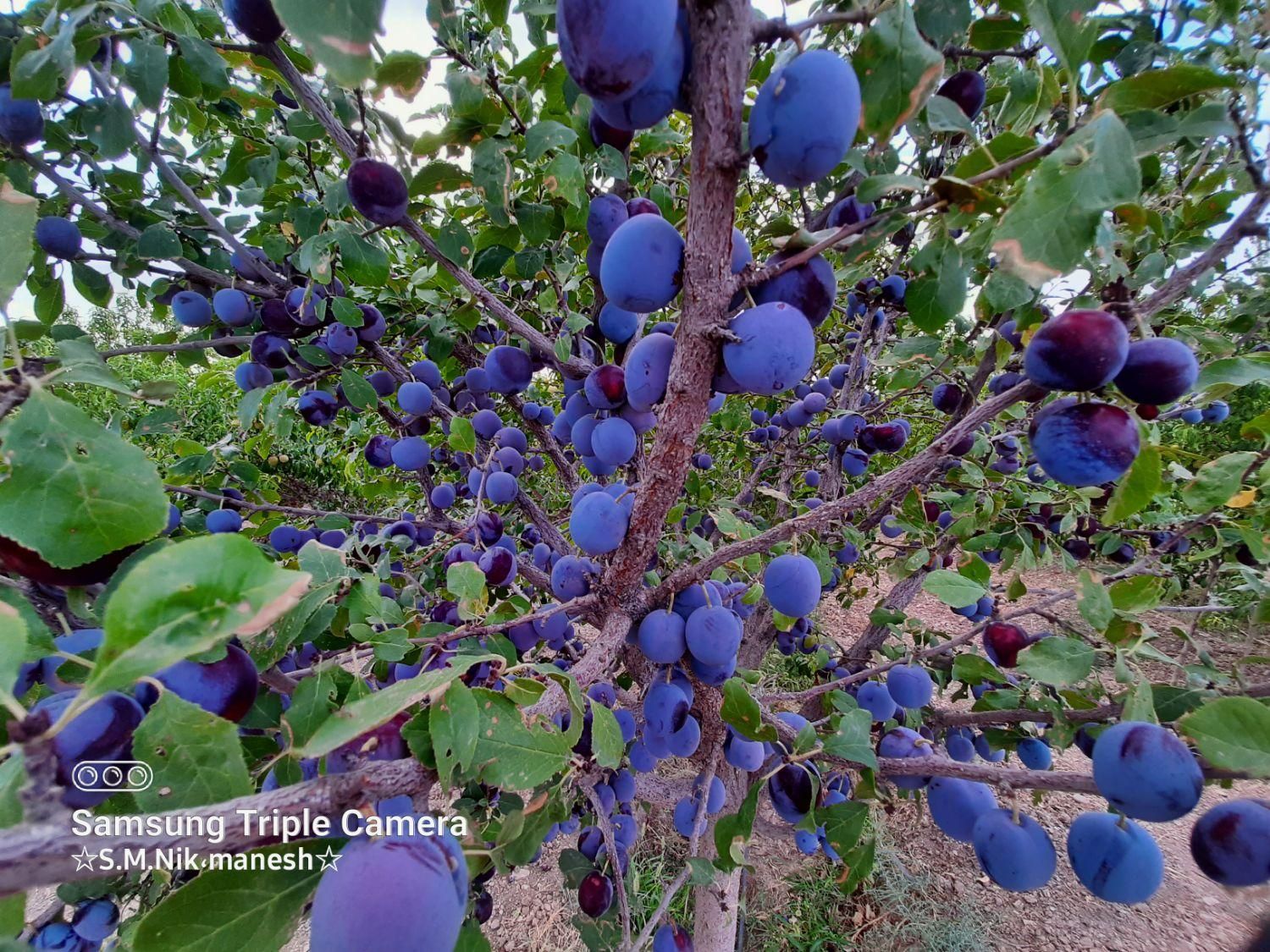 باغ باغشن زبرخان نیشابور|فروش زمین و ملک کلنگی|مشهد, شهرآرا|دیوار