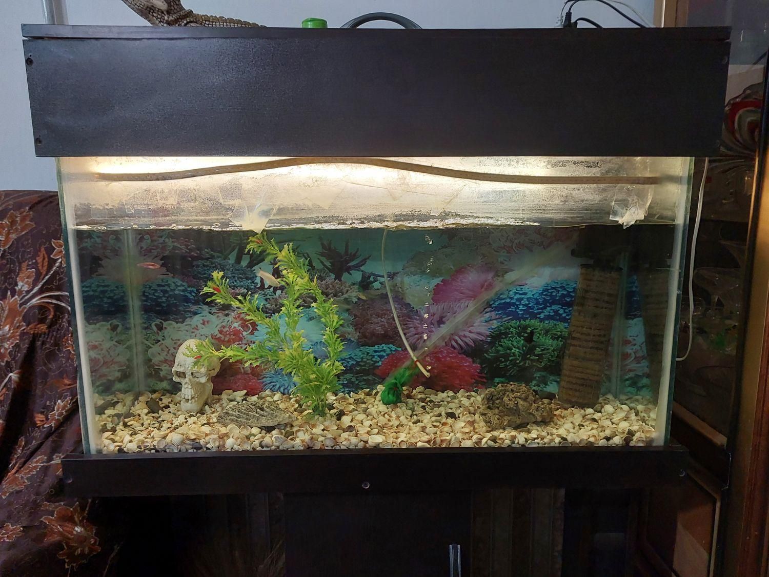 اکواریم|ماهی|قرچک, زیبا شهر|دیوار