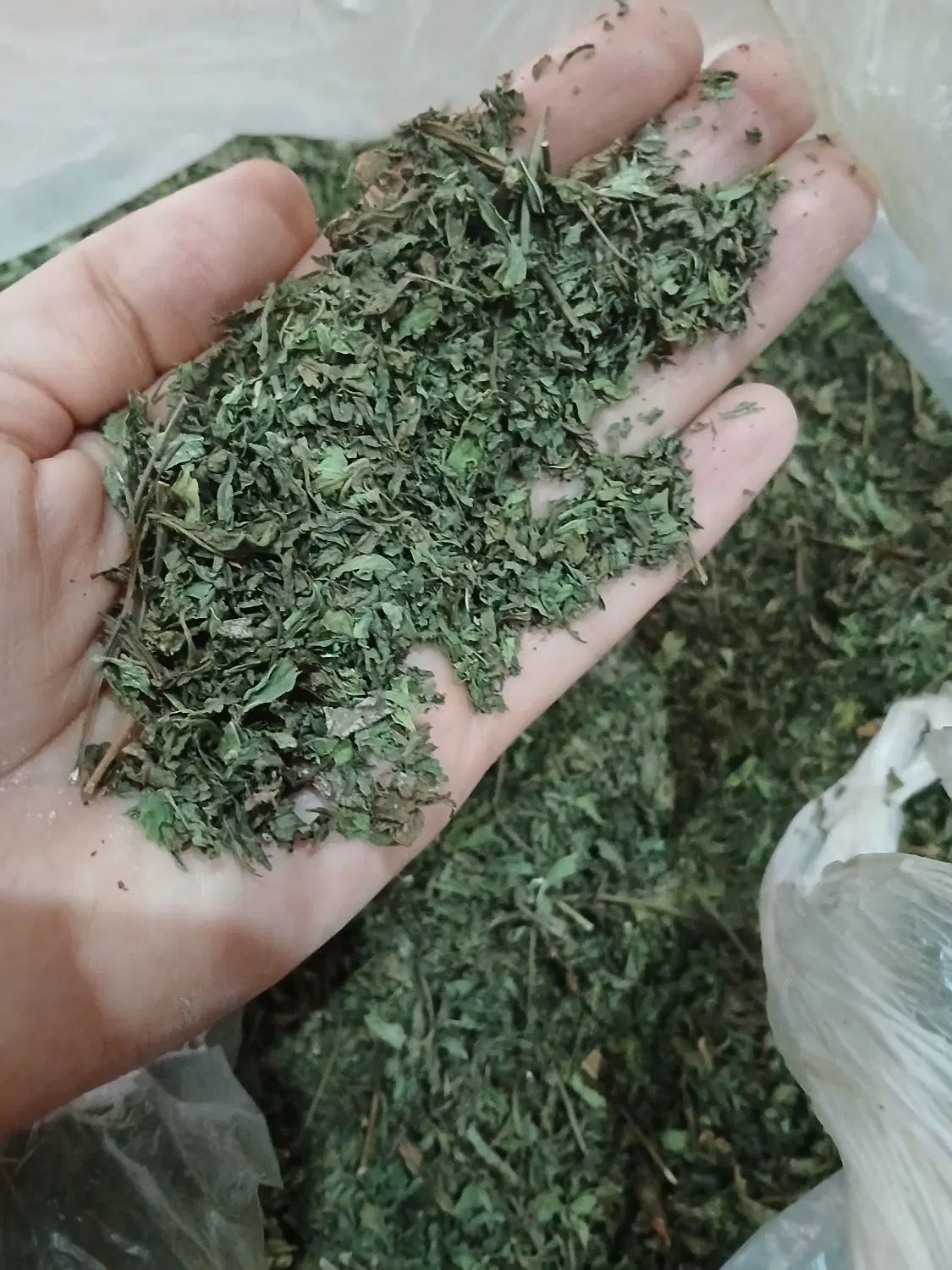 نعنا خشک بومی درجه یک|خوردنی و آشامیدنی|اصفهان, باغ فردوس|دیوار
