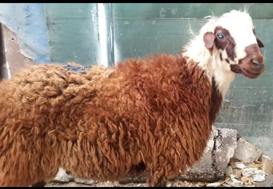 ذبح وسلاخی|خدمات پذیرایی، مراسم|زنجان, |دیوار