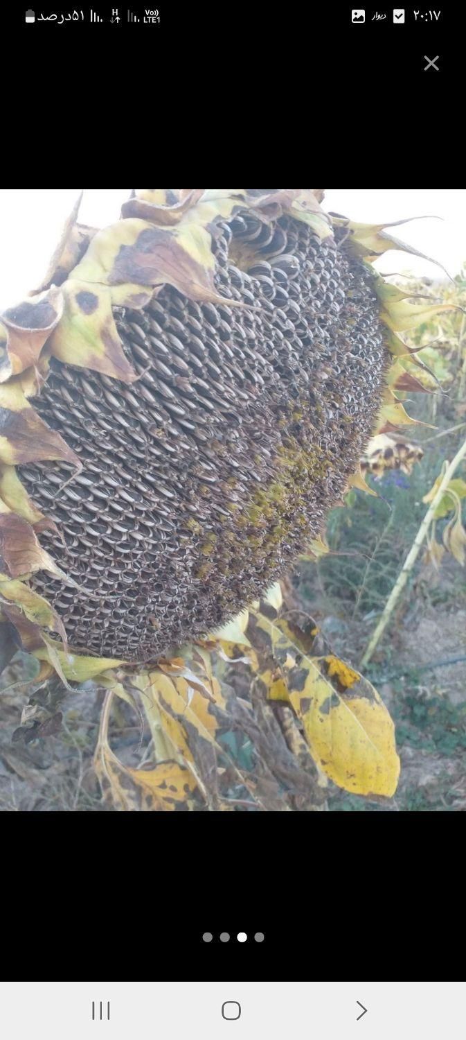 ۹۰۰کیلو تخمه آفتابگردان کانادای اس ۴۰۰|خوردنی و آشامیدنی|تهران, آبشار تهران|دیوار