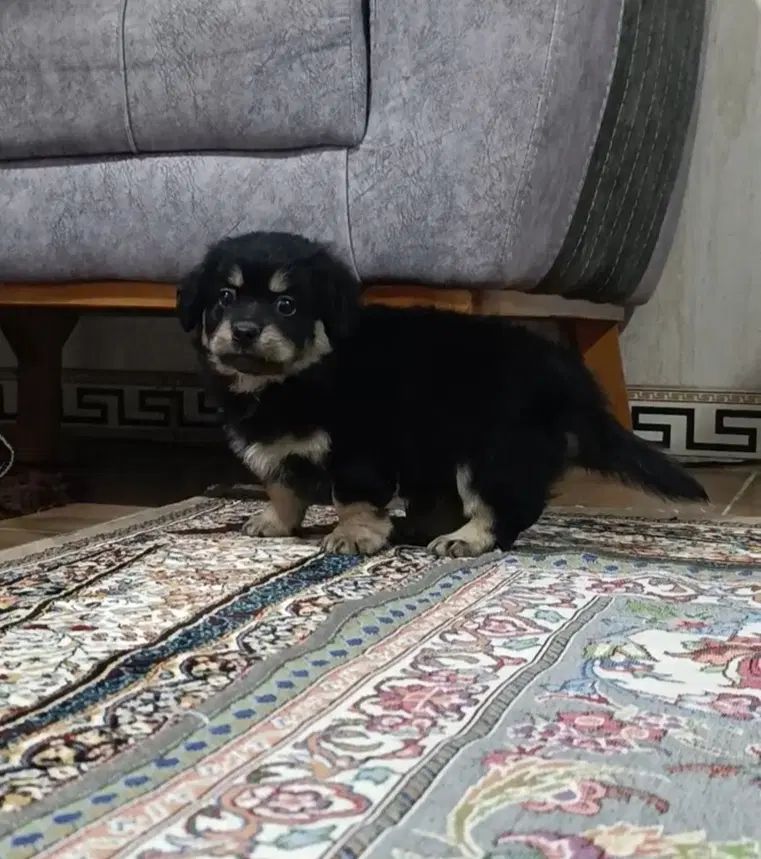 واگذاری|سگ|وحیدیه, |دیوار