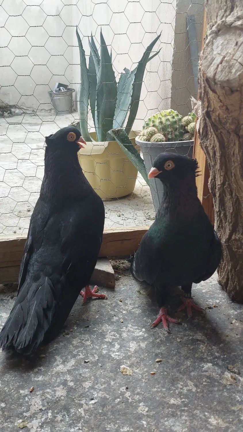 کبوتر جفت صرب . سینه ای . طوقی|پرنده|اصفهان, پروین|دیوار