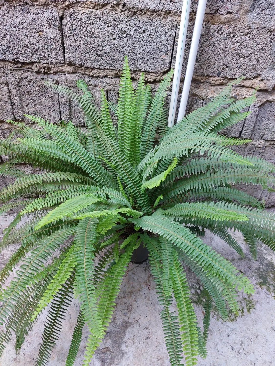 برگ انجیری برگ درشت|گل و گیاه طبیعی|رشت, تازه آباد|دیوار