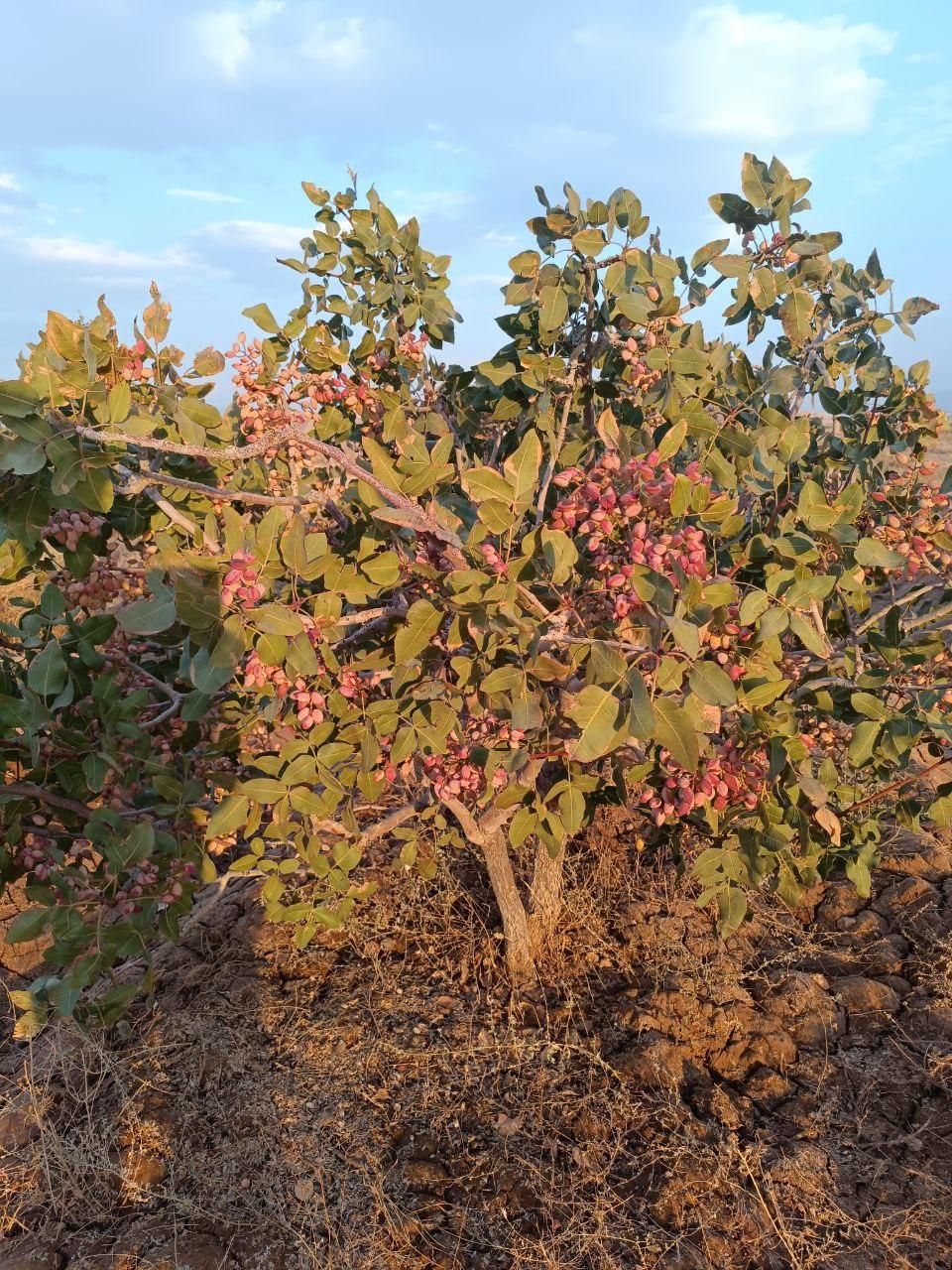 ملک کشاورزی پسته احمد آقای چافضل اردکان|فروش دفتر صنعتی، کشاورزی، تجاری|اردکان, |دیوار
