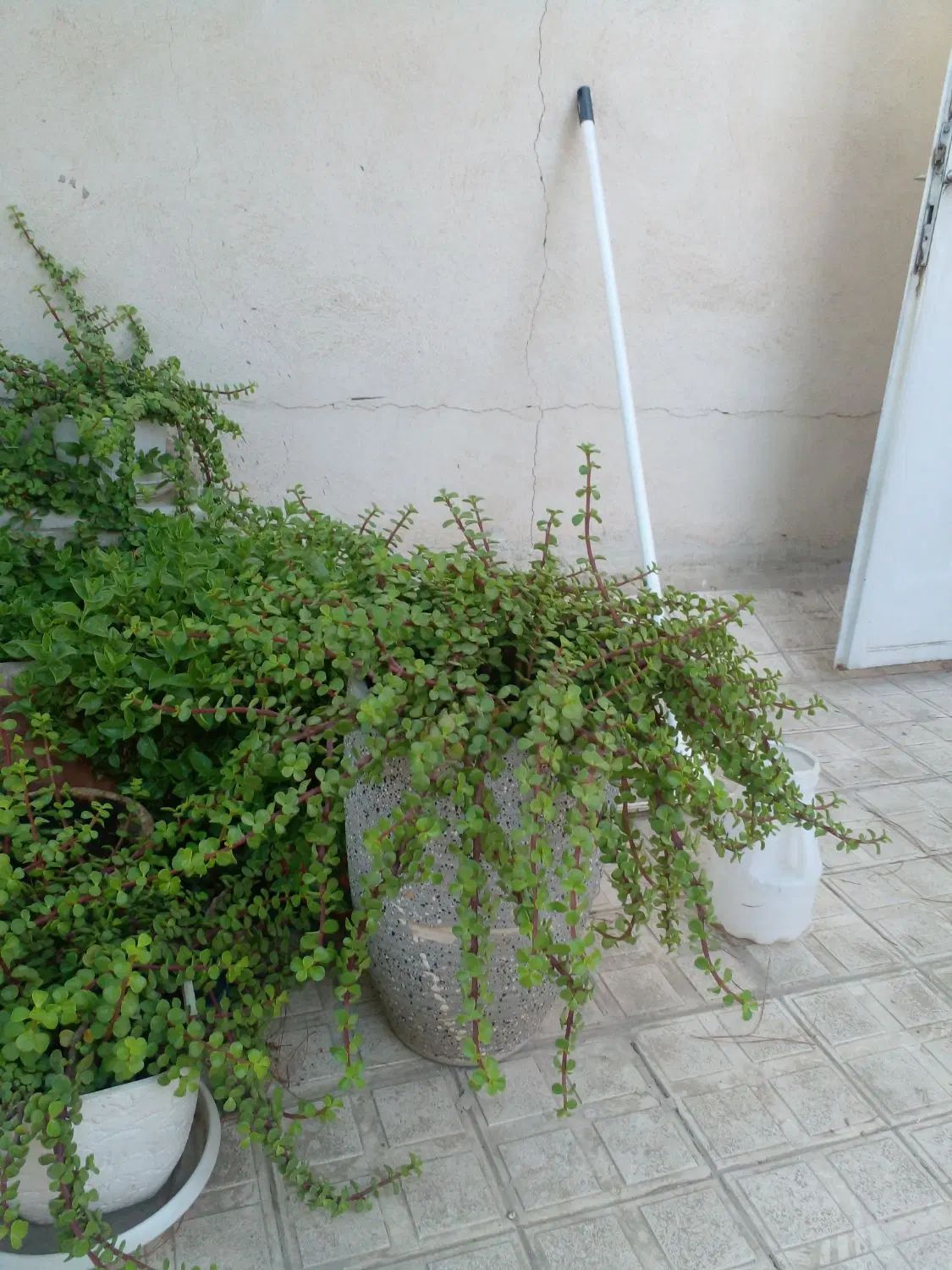 گل باگلدان گل کلاسوریا خرفه ای|گل و گیاه طبیعی|مشهد, شهرک لشکر (شهرک غرب)|دیوار