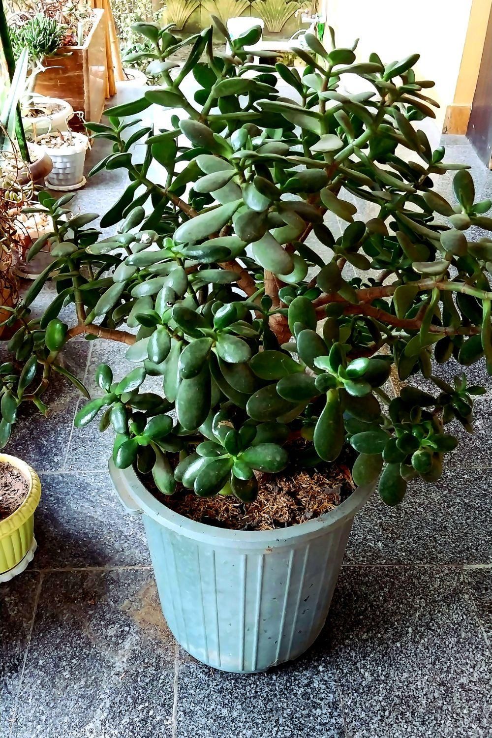 زیبا کده ی گل های طبیعی|حراج|نوشهر, |دیوار